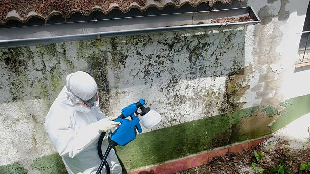 Top rated local Mold Cleanup specialists in Berthoud, CO